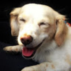 Meet your Posher, Petri